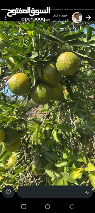 مشروع تجاري مربح