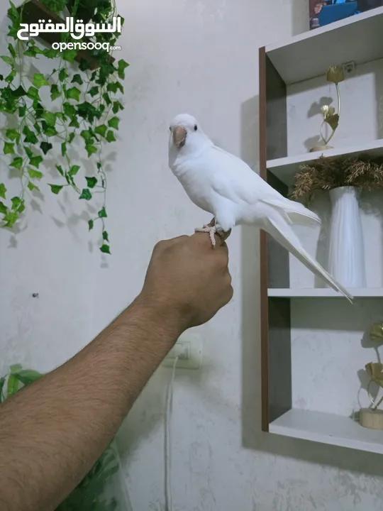 ببغاء كويكر الراهب البينو عين حمرا محجل فحل أليف وبطلع عالايد و متكلم 9 كلمات