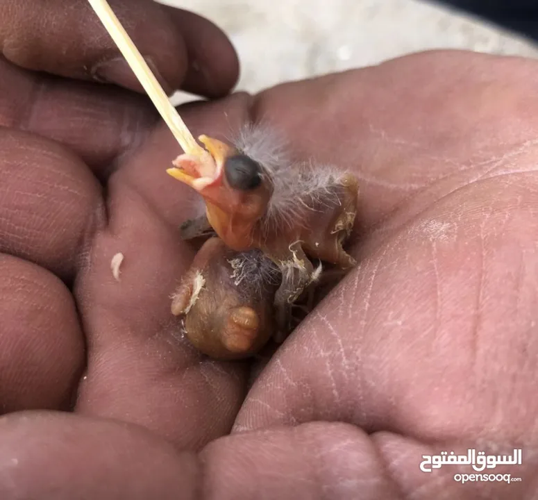4 فراخ حسون