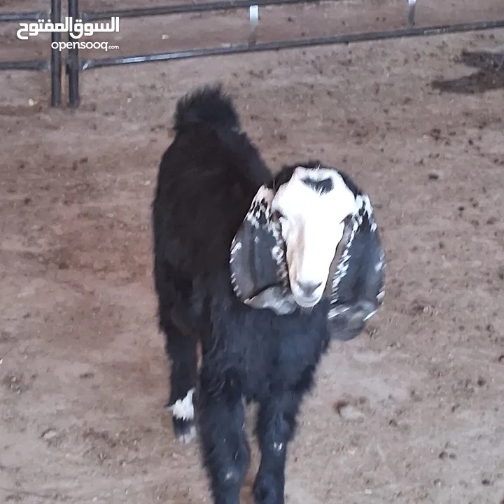 سخلة للبيع وتيس عمره قريب السنه للبيع