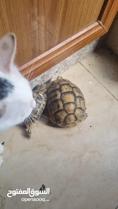 2 Tortoise