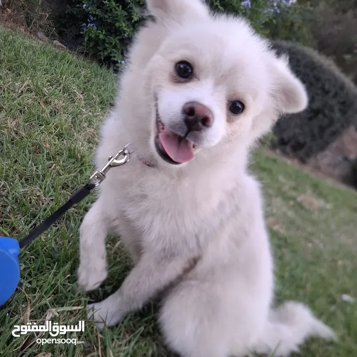 بوميرينيان للبيع