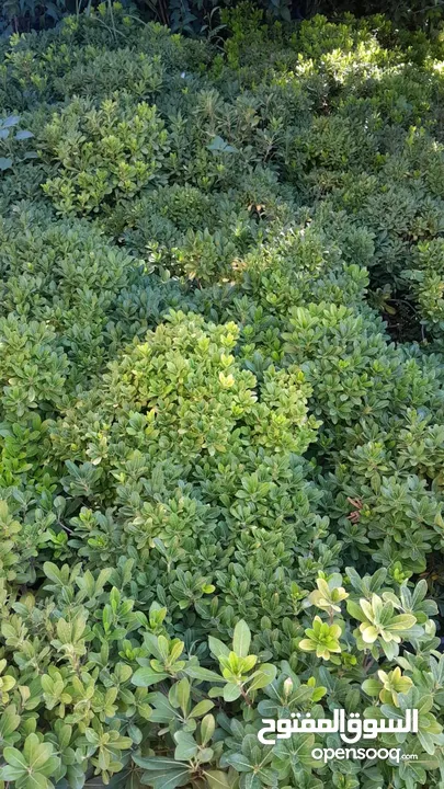 مشاتل المملكة الزراعية لتنسيق الحدائق