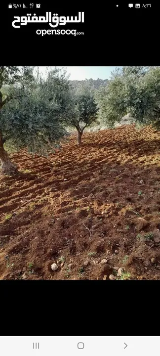 قطعه ارض زراعيه زيتون بلدي منطقة عصفور بسعر مغري جدا تنتج سنويا حوالي 20_25  تنكه زيت.