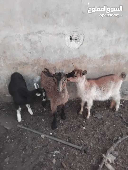 ماعز البينو للبيع