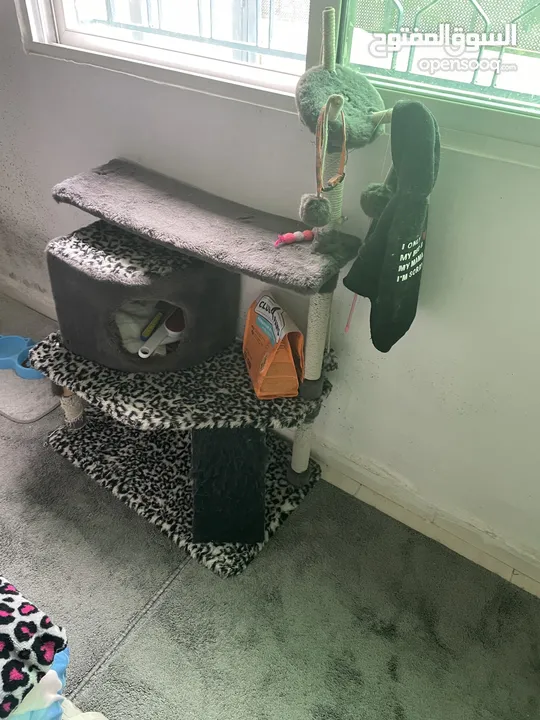 خداشة قطط وبيت