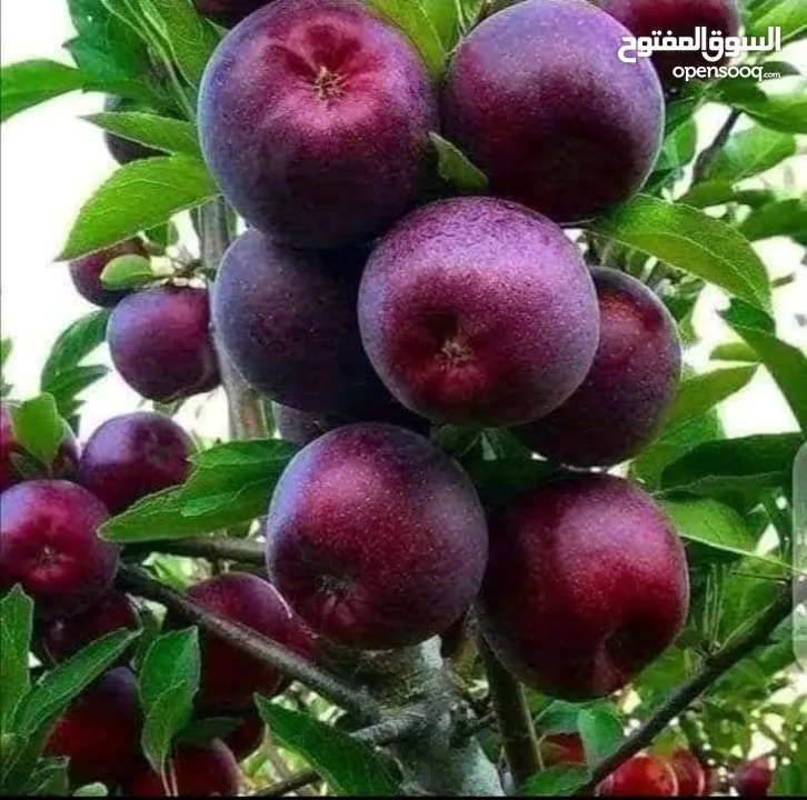 زراعة الحدائق