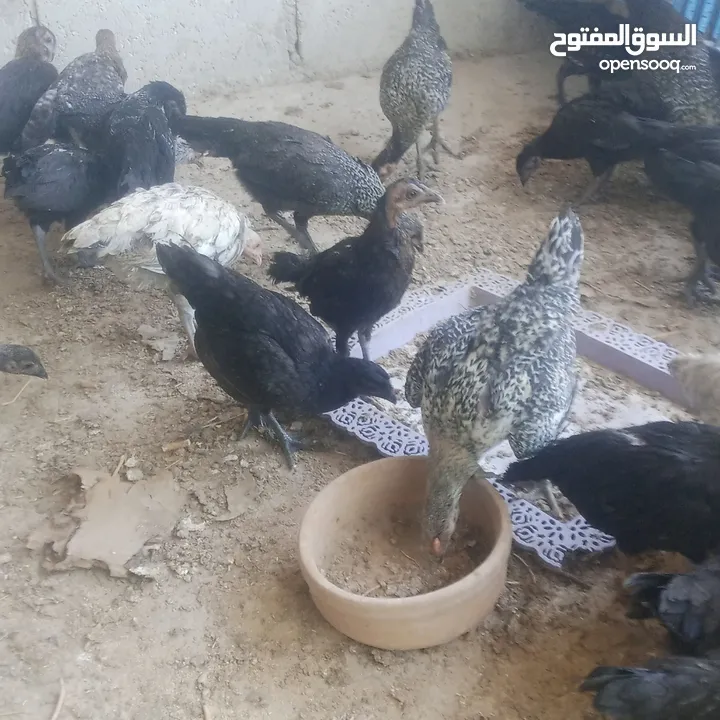 بسم الله فرخات نخب اول