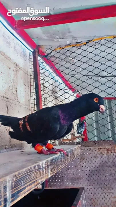 جواز حمام للبيع