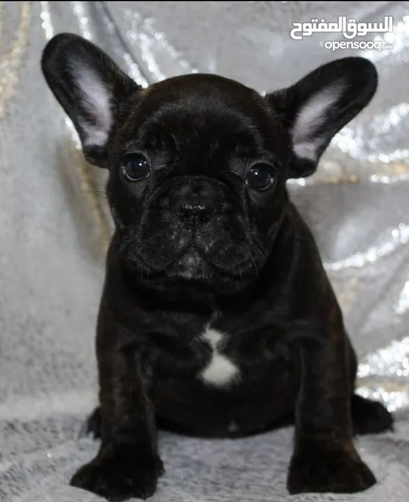 Black French bulldog