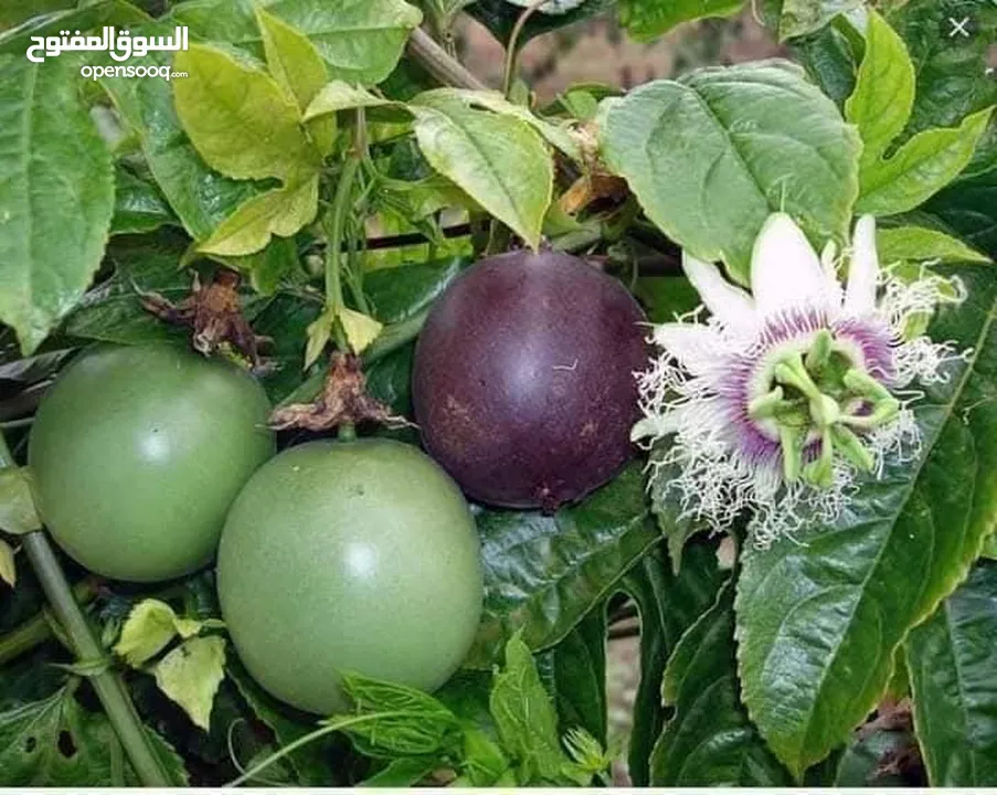 الأشجار المثمرة وأشجار الزينة هي الخيار الأمثل لمن يسعى إلى طبيعة خلابة ومحاصيل غنية!
