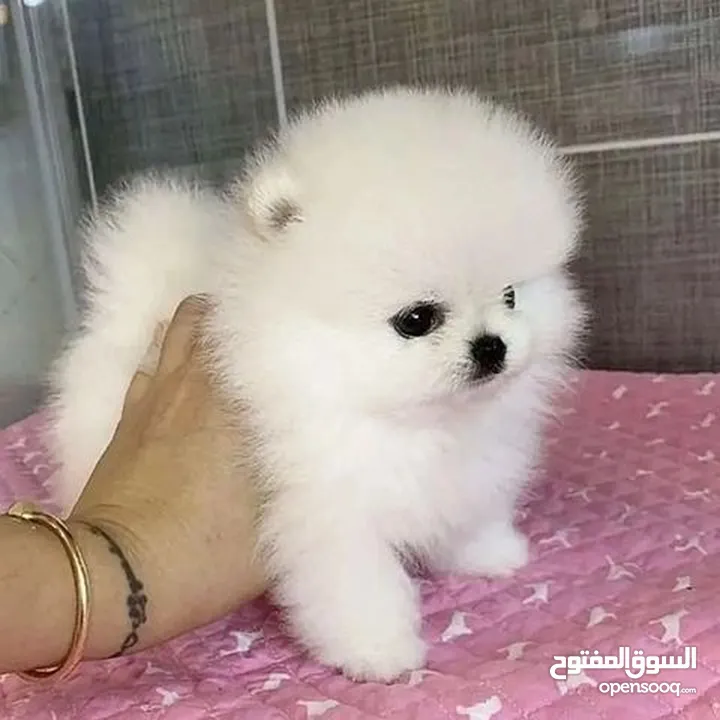 Teacup Pomeranian Puppy.