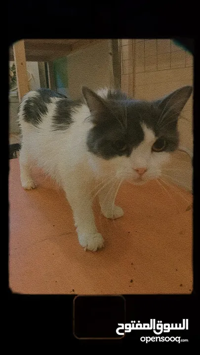 قطط للتبني مجانا - Free cats for adoption مجانا للتبني