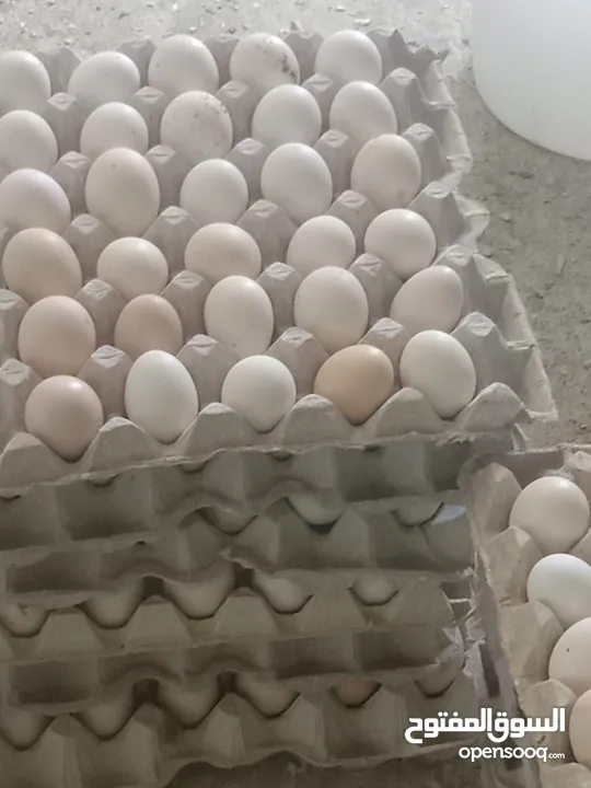 بيض عمانى مخصب