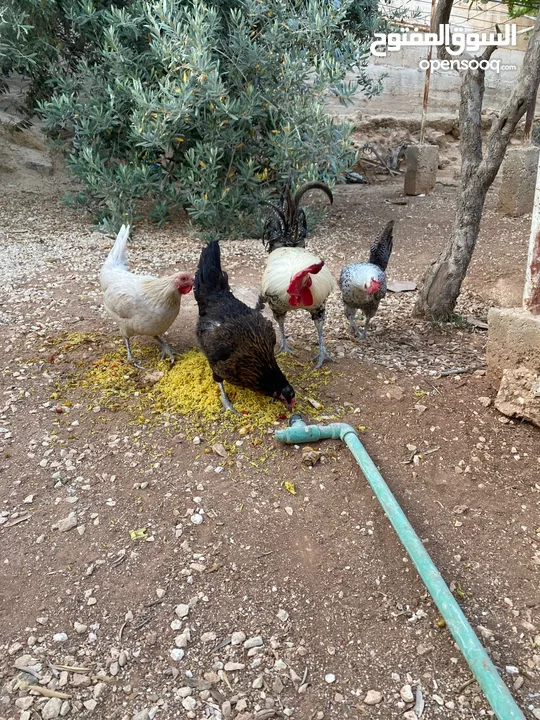 حبش ودجاج للبيع