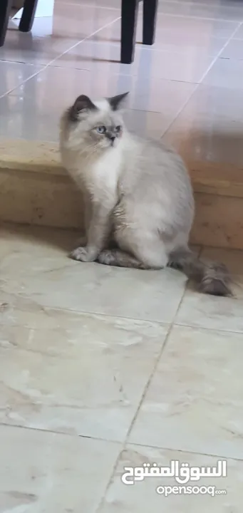 قط للتبني .