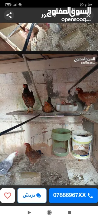 جاج بلدي للبيع