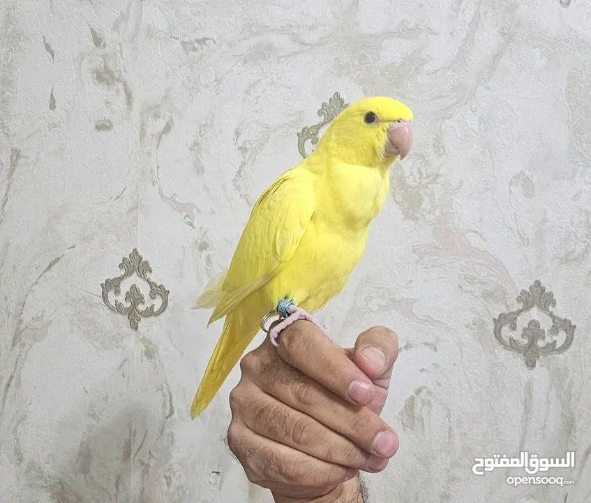 ببغاء درة دره لاتينو فرخ