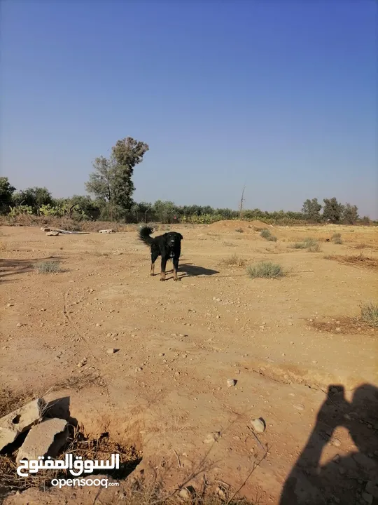 كلب جيرمن للبيع العمر 8اشهر