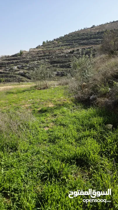 قطعة نص دونم دورا