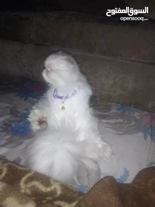 قطة انثى هاديه