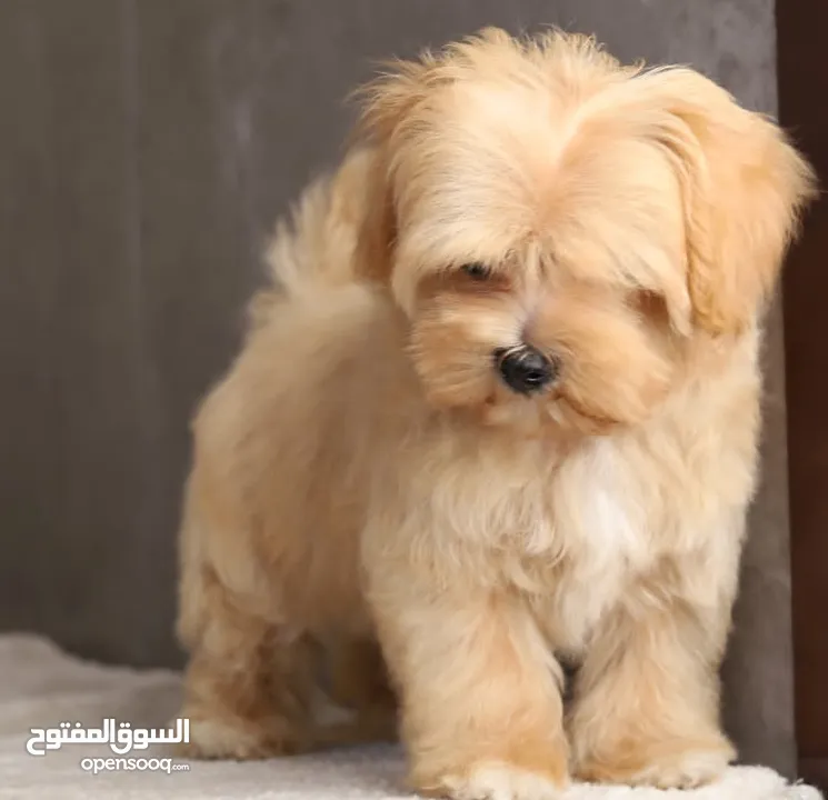 Maltipoo  جراء مالتيبو