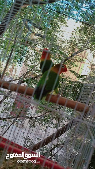 طيور حب و روز و فيشر
