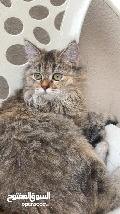 cat for sale female سنور للبيع حرمه