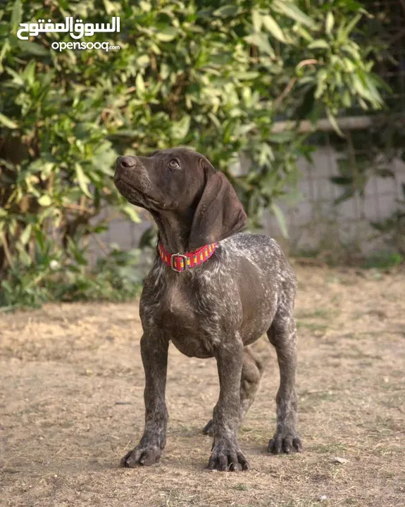 German pointer dog for sale