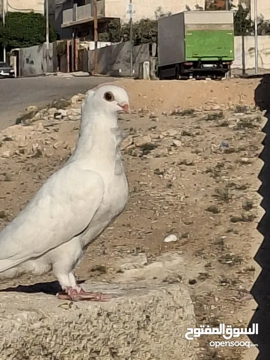 حمام كش  طير حمام