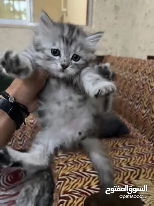 قط شيرازي عدد 2 ذكر وانثى