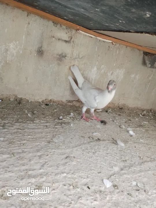فرخ مسود قراقطه للبيع