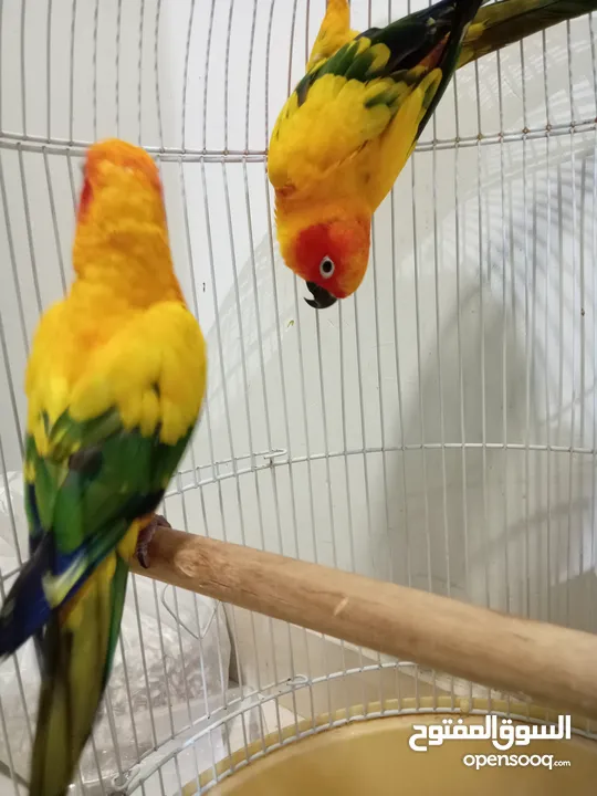 3 years old sun conure pair