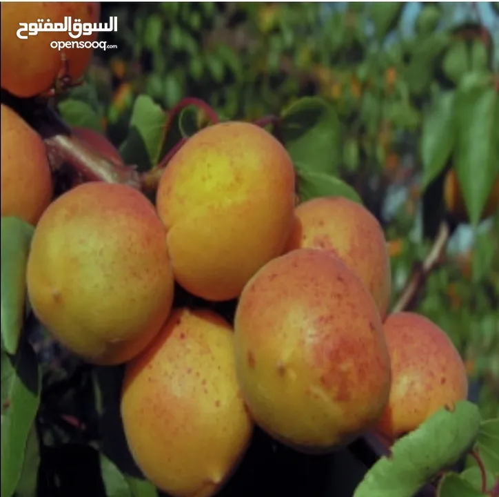"مشمش أذربيجان"ایران