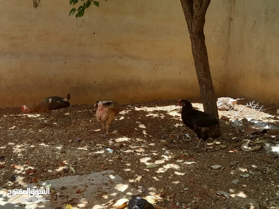 دجاج بلدي للبيع بياض