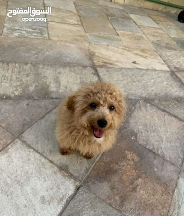 Adorable Maltese-Poodle Mix