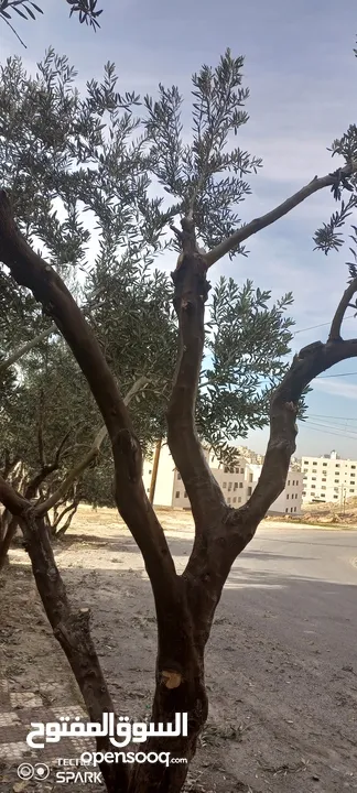 عنب للورق و الثمر تقليم