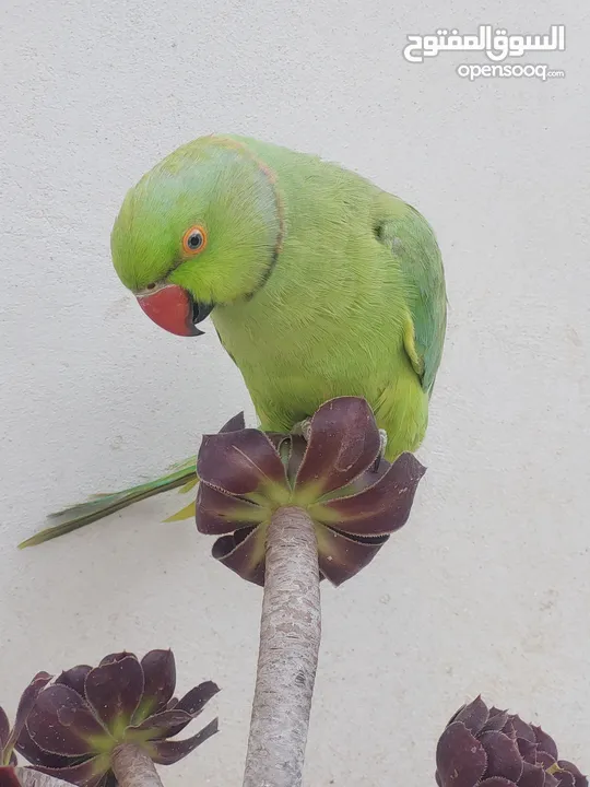 ترويض وتدريب ببغاء الدرارة الهندي الشرس ببغاء صيد خلال شهر فقط