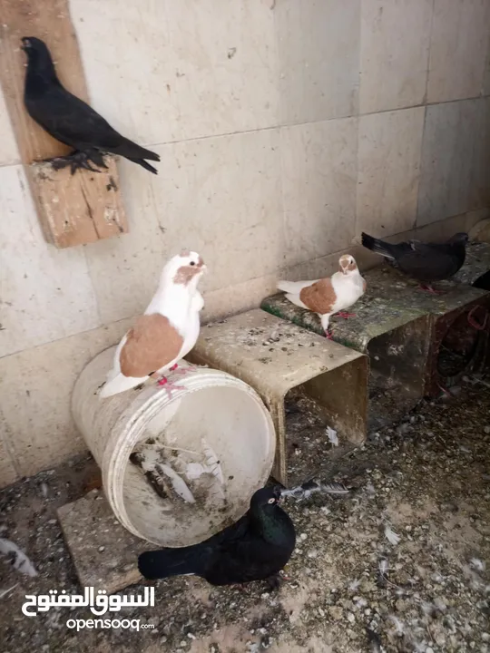 جواز حمام شغالات نخب للبيع