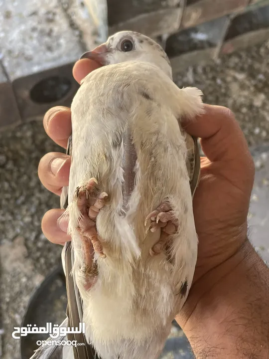 زغاليل للبيع معبيت لحم جاهزات لذبح