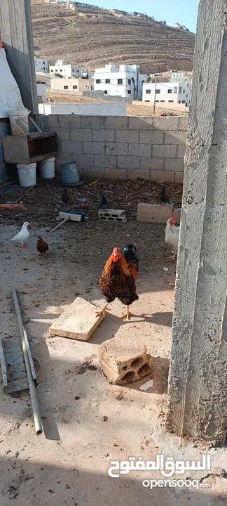 دجاج للبيع