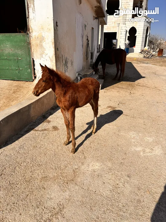 مهر ابن كريد و امو بنت ابو الجدايل عمر 4 شهور للبيع