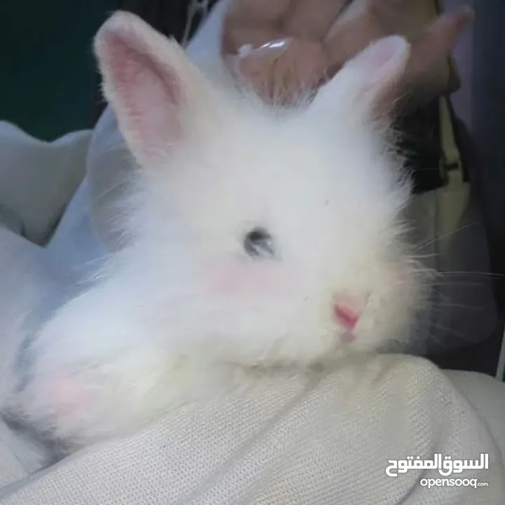 أرانب نوع تيدي بير لطيفة جدا