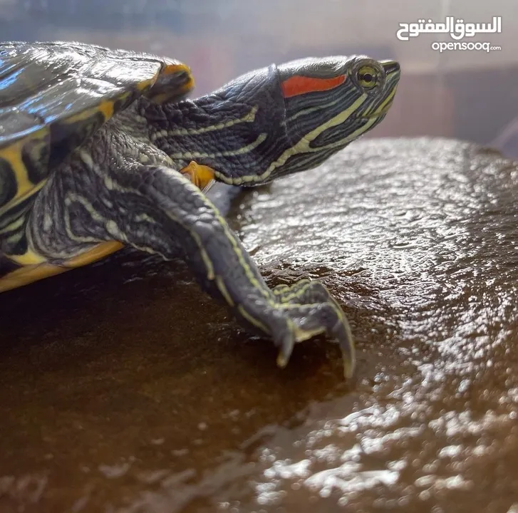 For Sale : Red-eared Slider