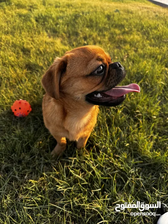 كلب بق (Pug) للبيع الرياض 2500