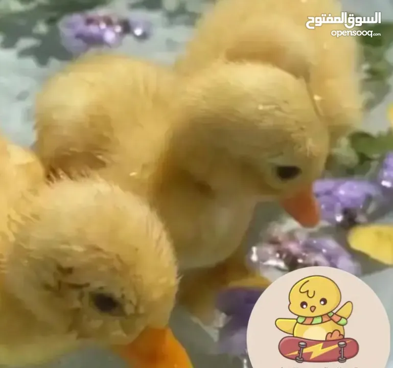 كتاكيت بط صغيرة  (( متجر الكتكوت الصغير ) )