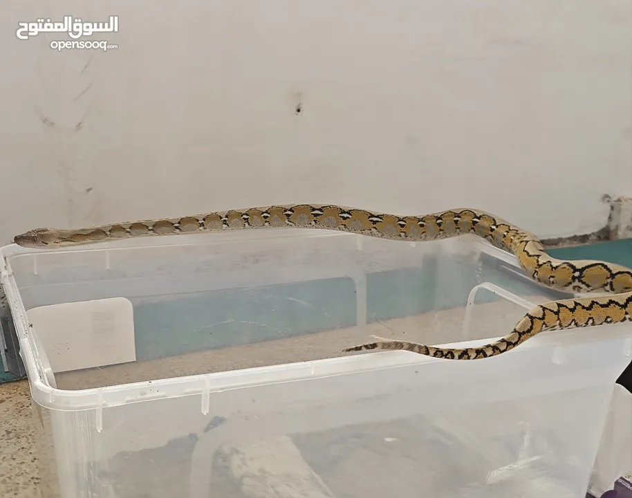 platinum reticulated python