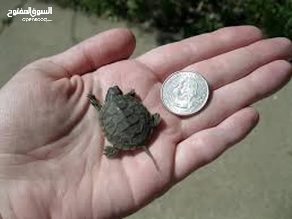 سلحفاه سلاحف برمائيه مائيه  بيبي سلحفاة الزينه الامازوني