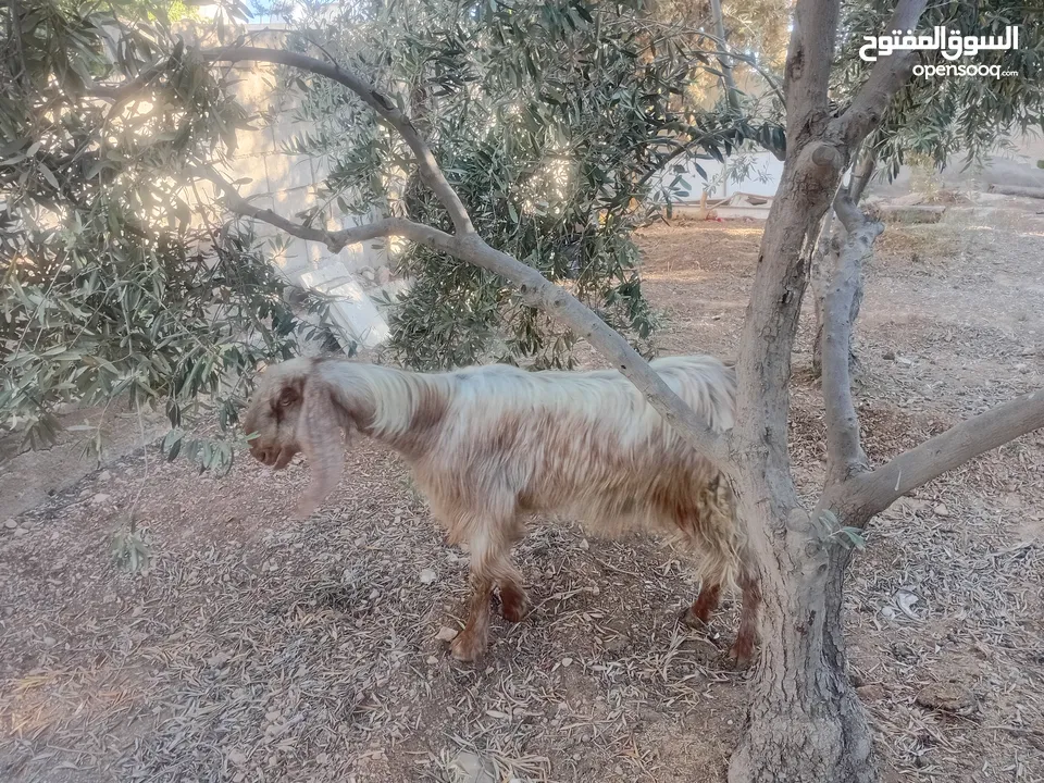 عنز حليب او ضحية .....