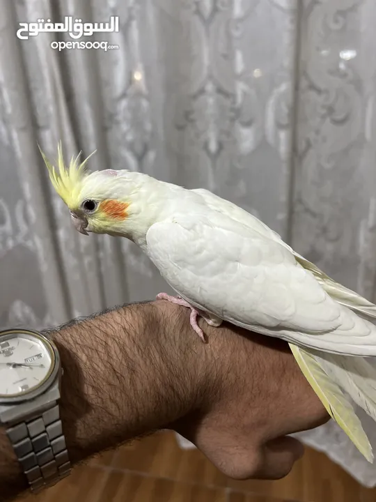 بسم الله ماشاء الله ببغاء كوكتيل لاتينو عين حمرا للبيع